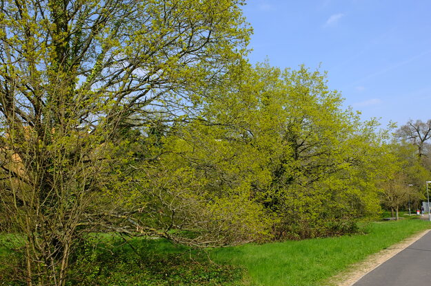April tree photo