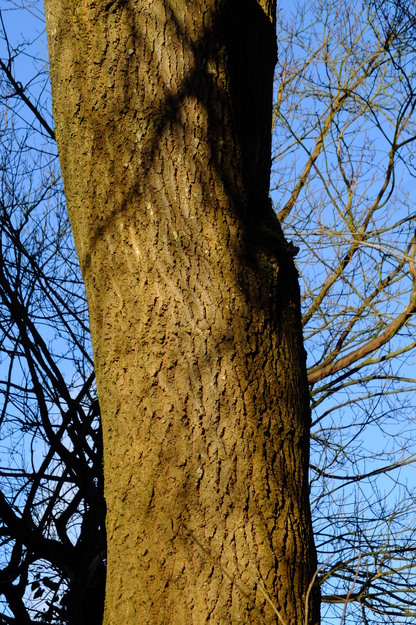 March close-up photo