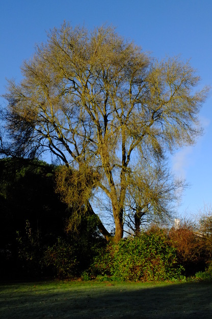 March tree photo