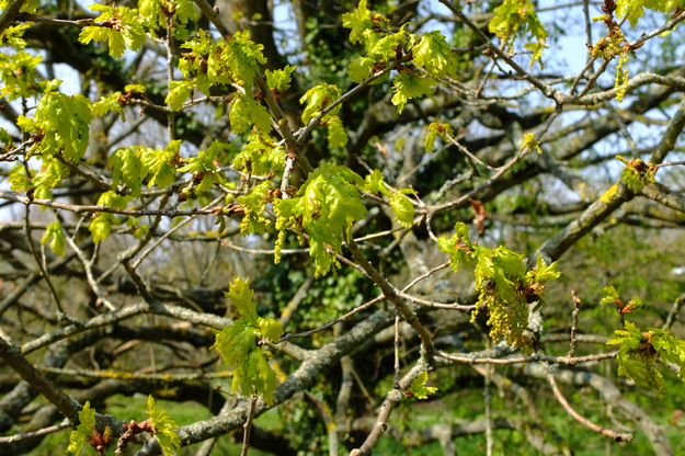 April close-up photo