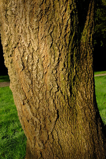 March close-up photo