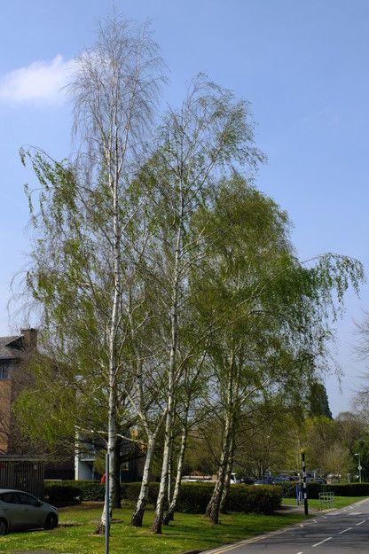 April tree photo