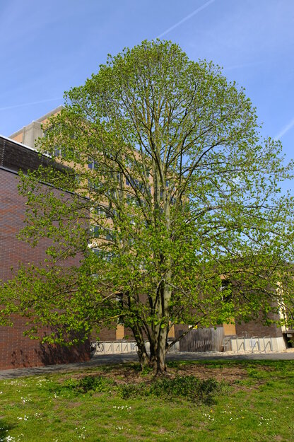 April tree photo
