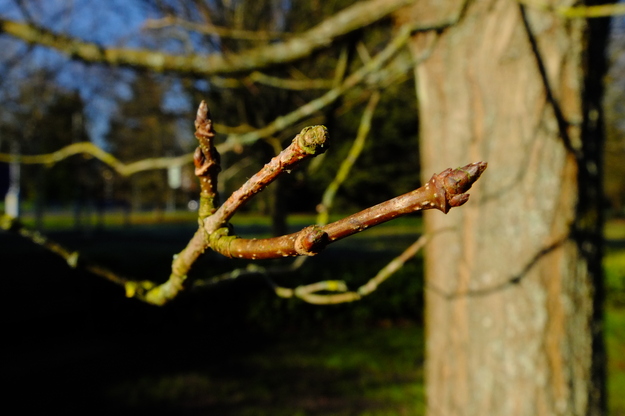 March close-up photo