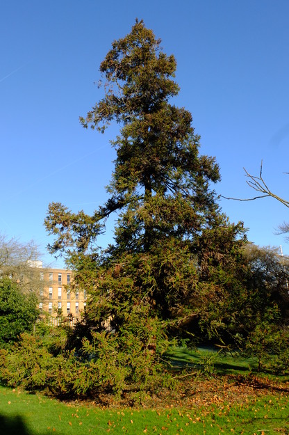 March tree photo