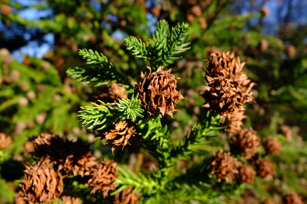 March close-up photo
