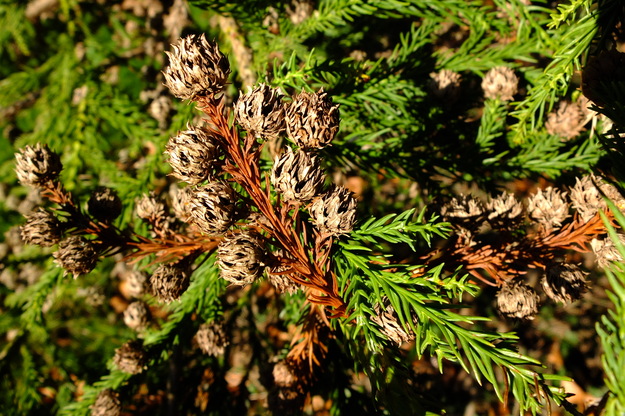 March close-up photo