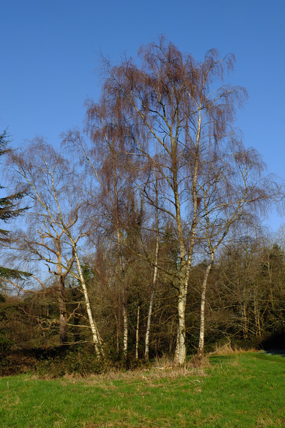March tree photo