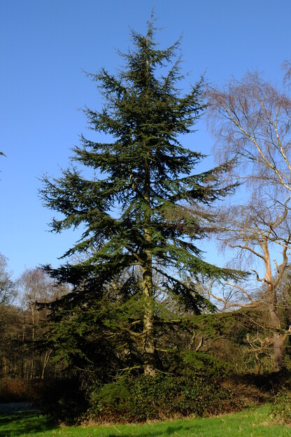 Wessex Way tree photo