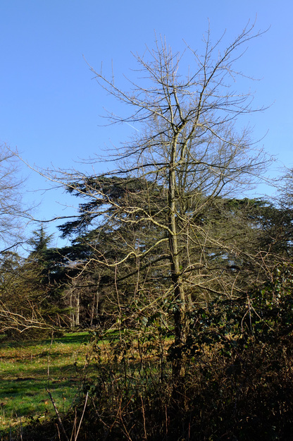 March tree photo