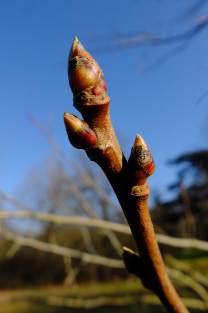 March close-up photo