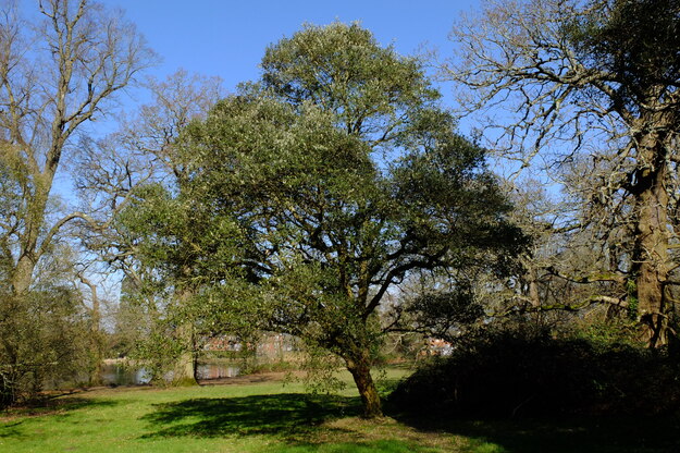 Wessex lakeside tree photo