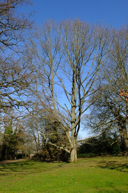 March tree photo