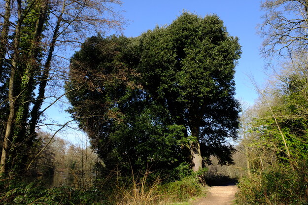 East lakeside tree photo