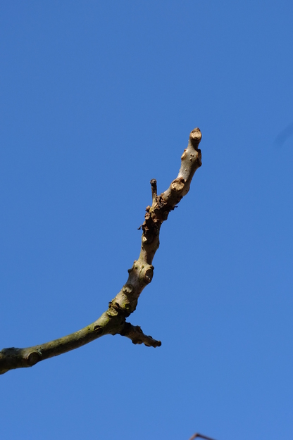 March close-up photo