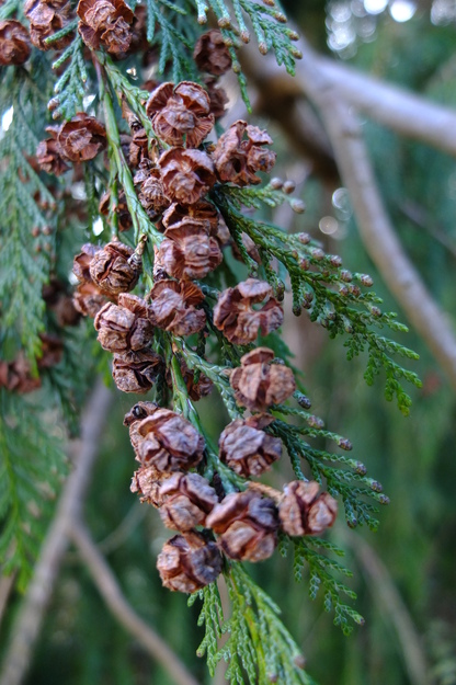 March close-up photo