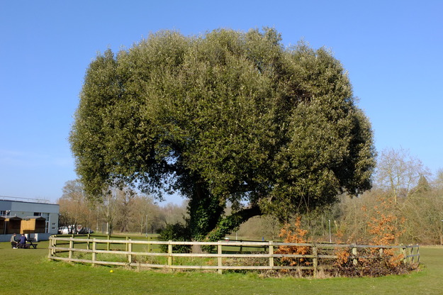 Photo of Quercus ilex