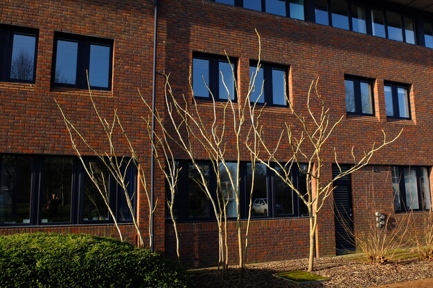March tree photo