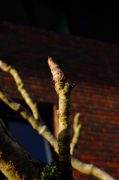 March close-up photo
