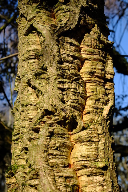 March close-up photo