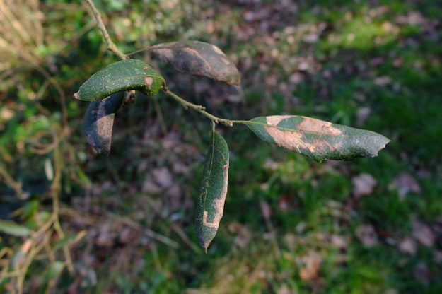 March close-up photo