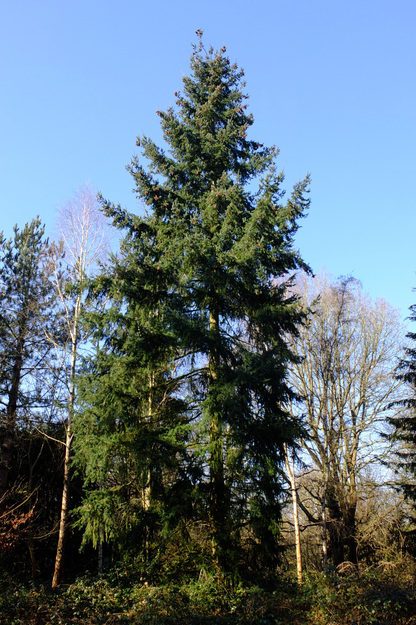 East lake wood tree photo