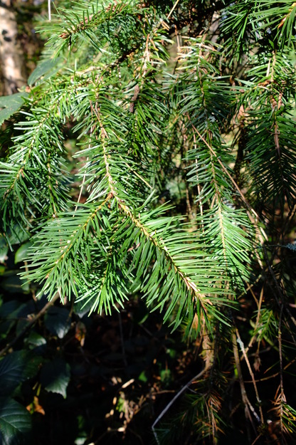 March close-up photo