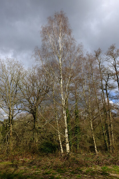March tree photo