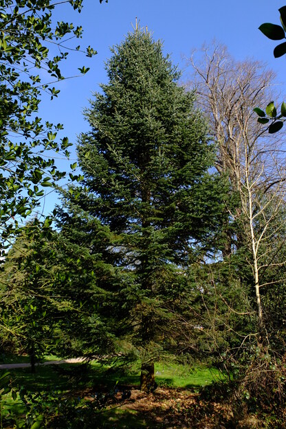 Photo of Abies nordmanniana equi-trojani
