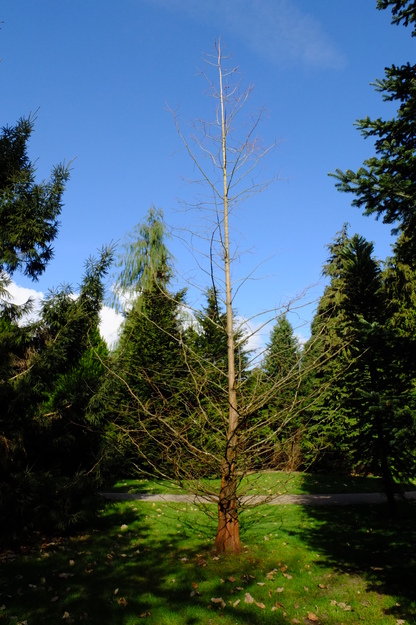 March tree photo
