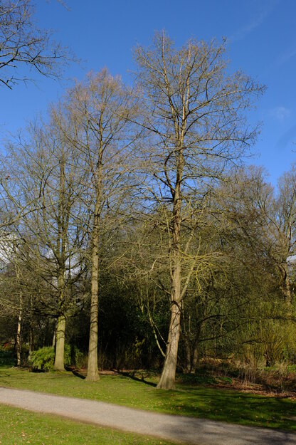 March tree photo