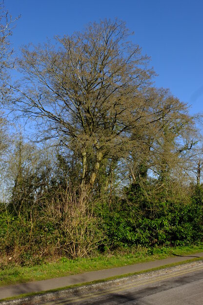 March tree photo