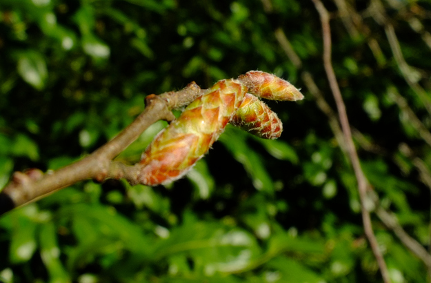 March close-up photo