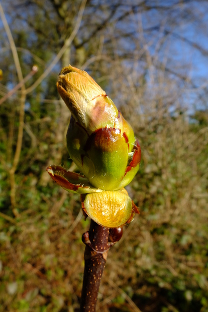 March close-up photo