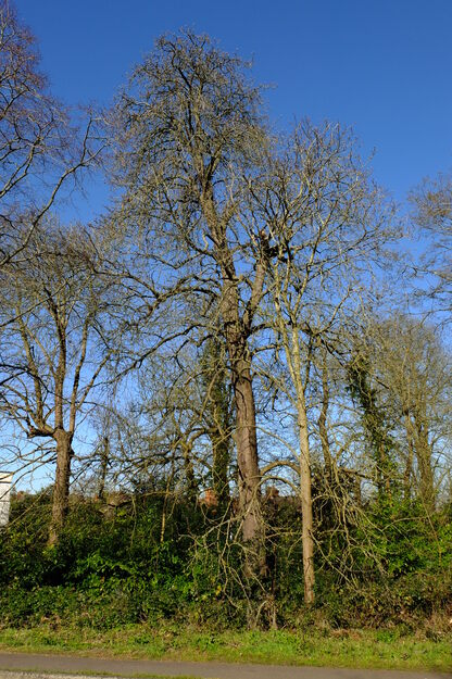 March tree photo