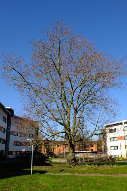 March tree photo