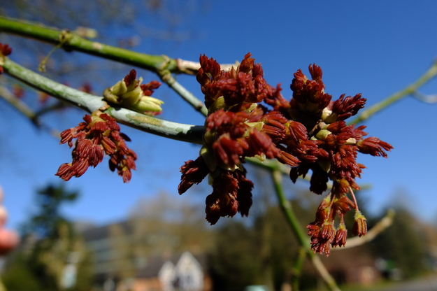 March close-up photo