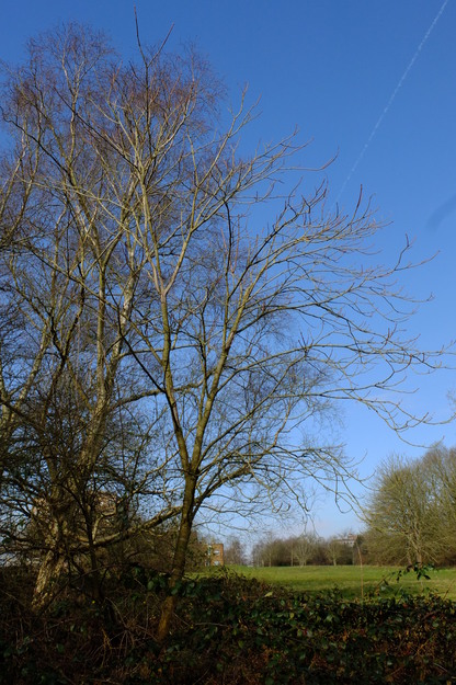 March tree photo