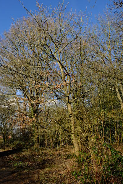 March tree photo