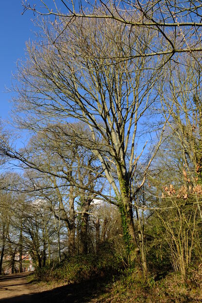 March tree photo