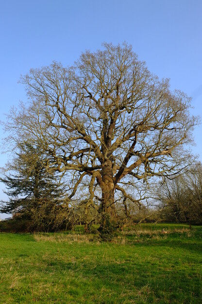 March tree photo