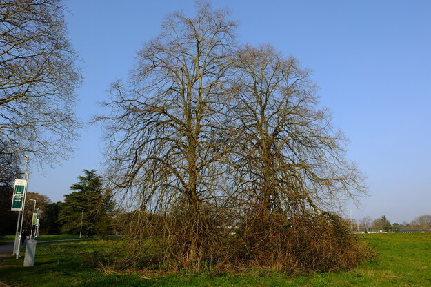 March tree photo