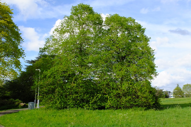 April tree photo