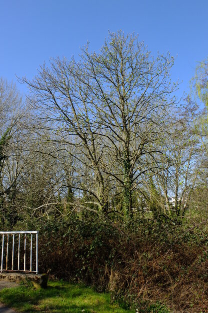 March tree photo