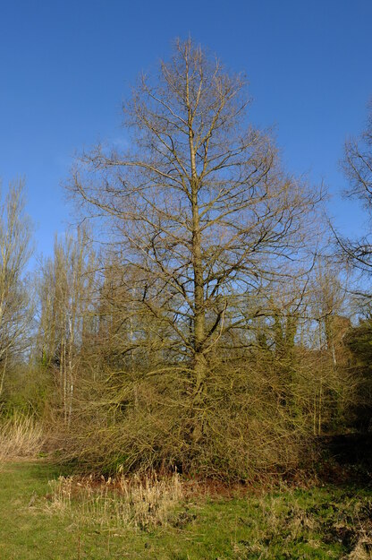 March tree photo