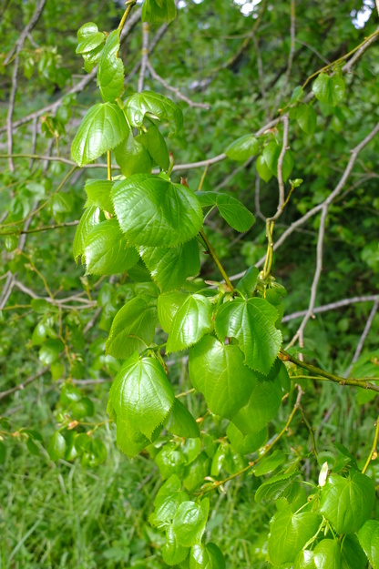April close-up photo