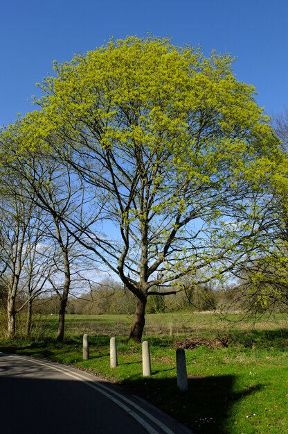 March tree photo