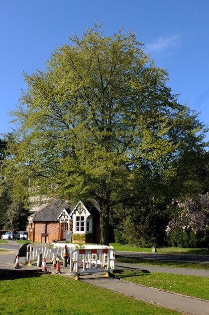 March tree photo