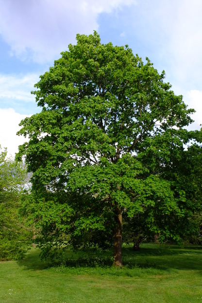 April tree photo