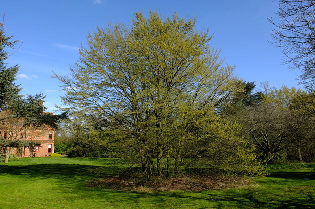 March tree photo